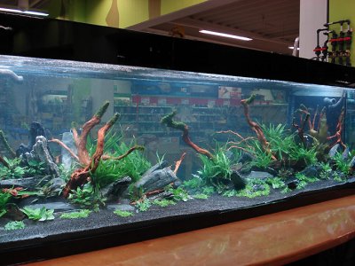 1 hour after filling with water