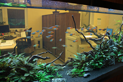 7 weeks after set up