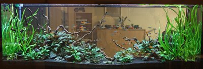 7 weeks after set up