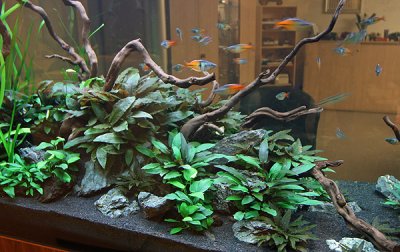 7 weeks after set up