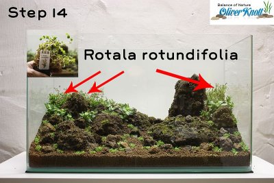 NatureSoil Step by Step Layout Nr.3 by Oliver Knott - Step 14