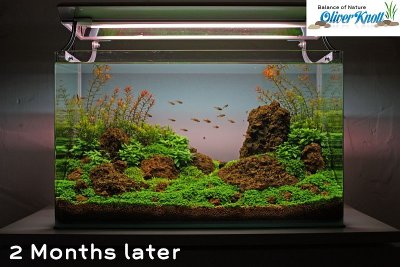NatureSoil Step by Step Layout Nr.3 by Oliver Knott - 2 months after set up