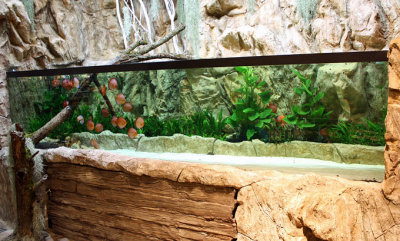 7.000 Liter Discus Aquarium - Set up by Oliver Knott