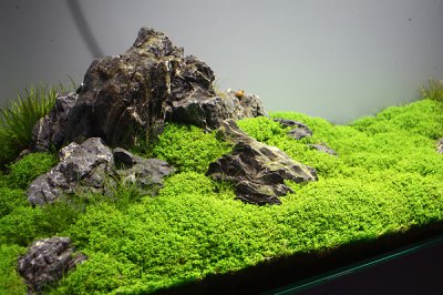 240 Liter NatureSoil Layout - 3 months after set up