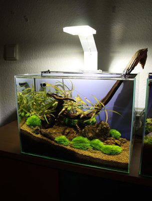 Tank Nr.1 - 8 weeks after set up