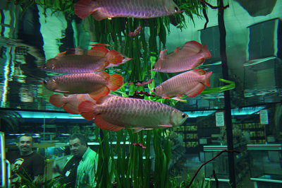 15.10.2009 Arowanas arrived today...more coming soon