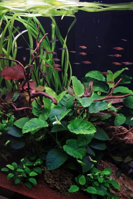 750 Liter LME Aquascape by Oliver Knott