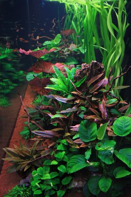 750 Liter LME Aquascape by Oliver Knott