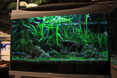 60 Liter Easy Shrimp Tank by Oliver Knott