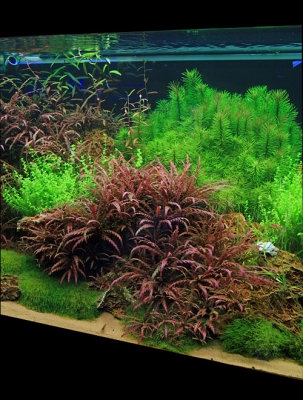 360 Liter - new aquascape by Oliver Knott -