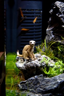 Meerkat Manor 24 Liter Nano by Oliver Knott