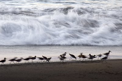 Duet Birds  Surf.jpg