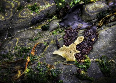 kelp_and_seaweed