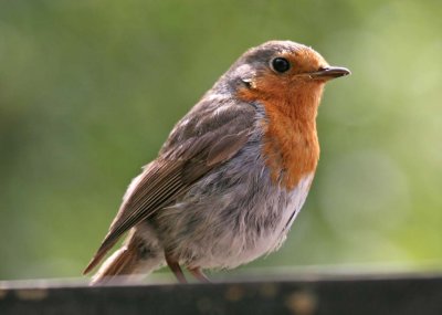 Birds from all over the world