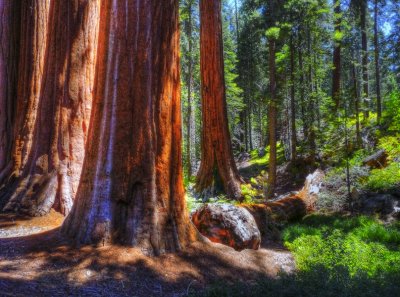 Sequoyah/Kings Canyon National Parks