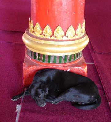 And everywhere you go, there are temple dogs.