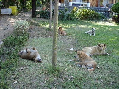 A dog's life, huh?  Living with the monks ain't so bad.