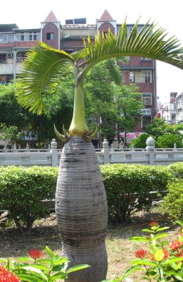 Interesting palm out in front
