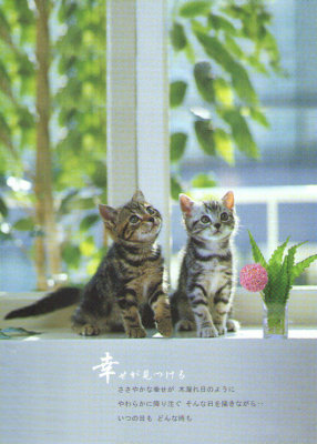 Kittens - no idea what the Japanese script says, but kittehs iz kewt