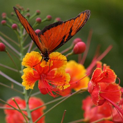 orange flowers & butterflies