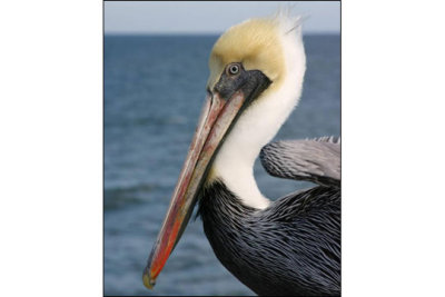 pelican.jpg