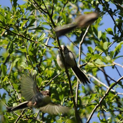 Minsmere