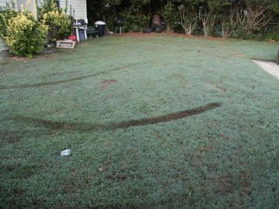 yard3.JPG