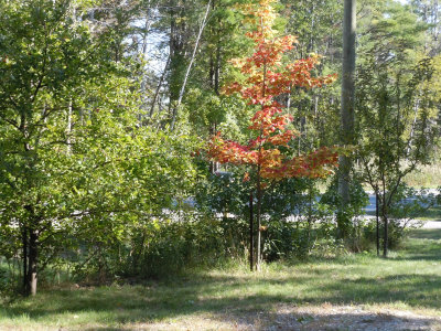Color starting 2012.jpg