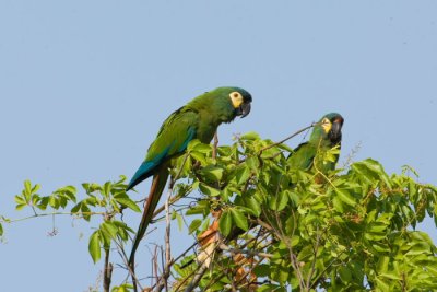 Bluewinged Macaw