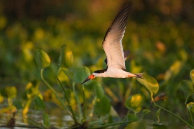 Ducks-Woodpeckers-Terns