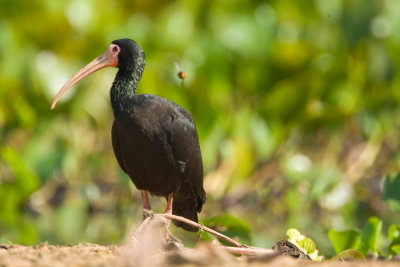 Bare-faced Ibis