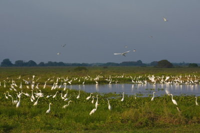 Great Egret