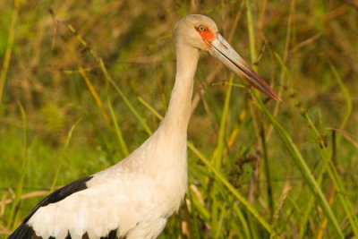 Maguari Stork