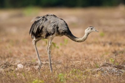 Greater Rhea