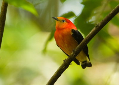 Band-tailed Manakin