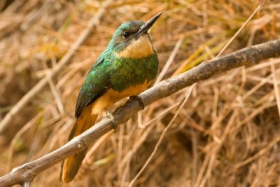 Rufous tailed Jacamar