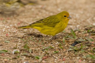 Saffron Finch