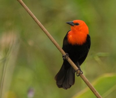 Scarlet-headed Blackbird