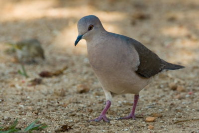 White-tipped Dove