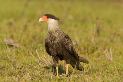 Crested Caracara