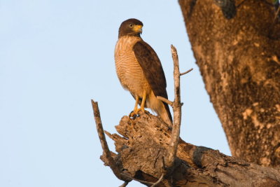 Road -side Hawk