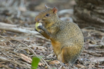 Azara's Agouti