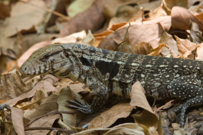 Caiman Lizzard