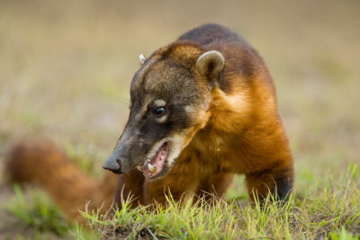 South american Coati