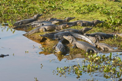 Spectacled Caiman