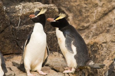 Erect Crested Penguin