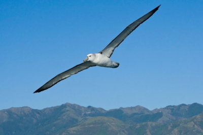 Shy  Albatross
