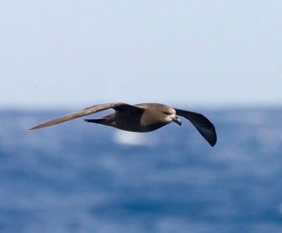 Grey Faced Petrel