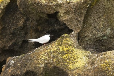 White fronted Tern