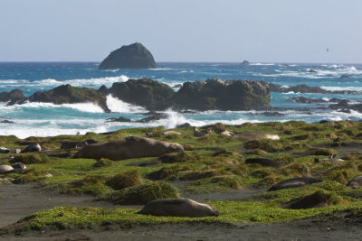 Macquarie Island